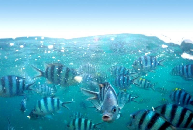 Bay Of Plenty Nature Lodge Nanuya Lailai Εξωτερικό φωτογραφία